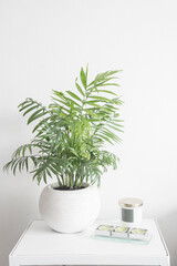 Palm In White Pot | Minimalist Contemporary Home Decor Style