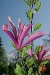 Magnolia Susan (Magnolia liliiflora x Magnolia stellata) in garden