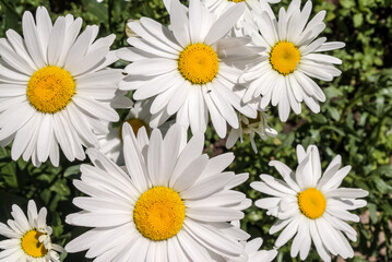 Fototapeta premium Ox-eye Daisy (Leucanthemum vulgare) in garden