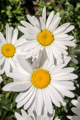 Fototapeta premium Ox-eye Daisy (Leucanthemum vulgare) in garden