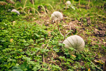 Growing pumpkins. little pumpkin. at home. Little young yellow pumpkin Cucurbita pepo on a bush in the garden.