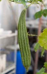 cucumber in the garden