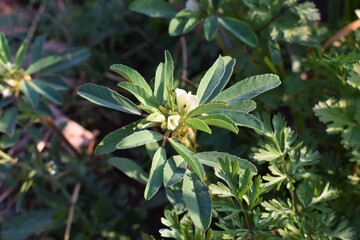 Green fenugreek plant in the field and its also known as methi in India