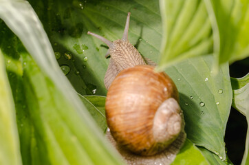 Grape snail crawling on wet leaves.