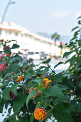 Beautiful streets in Marmaris. Turkey