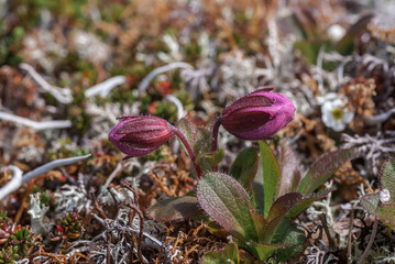 Kamchatka Rhododendron (Rhododendron camtschaticum) Chowiet Island, Semidi Islands, Alaska, USA