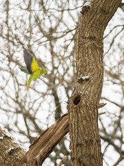 Ring Necked Parakeet in Flight Looking into a Nest Hole