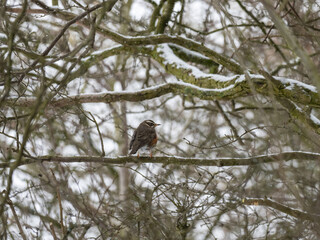 Redwing perched in a Tree in the Snow