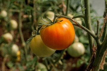 Tomato Plant (Lycopersicon esculentum) in vegetable garden
