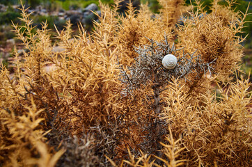 Close up Macro snail on dry leaf in the garden.