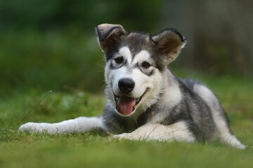 Alaskan Malamute puppy dog lies in the forest 