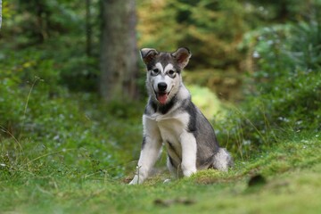 Naklejka na ściany i meble Alaskan Malamute puppy dog sits in the forest 