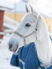 Horse muzzle, close-up, against a background of white snow
