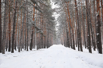 Beautiful forest covered with snow in winter
