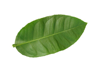 Obraz premium Lemon leaf on white background