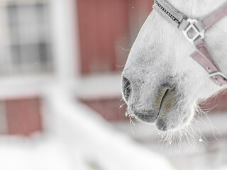  frost on the nose of a horse, close-up, horse in the paddock in winter
