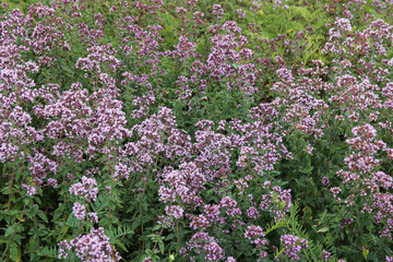Obraz premium oregano flowers on a large field