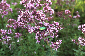 Obraz premium flowers oregano with beetle on a large field