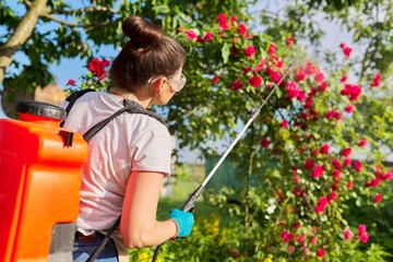 Fototapeta na wymiar Woman with backpack garden spray gun under pressure handling bushes with blooming roses