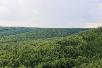 Fototapeta na wymiar Summer forest with many green trees
