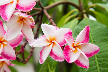 Plumeria with leaves nature background