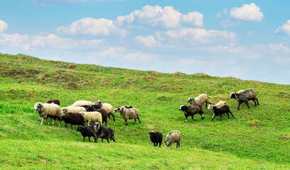 Obraz premium Herd Of Sheep On A Green Meadow