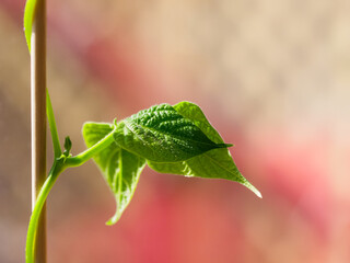 Fototapeta na wymiar Seedling of bean plant with copy space.