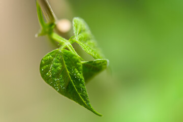 Obraz premium Seedling of bean plant with copy space.