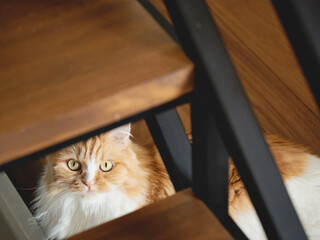 Fototapeta na wymiar cat lying on the floor