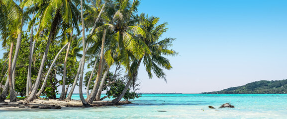 Beautiful coconut palm trees swaying on the beach of tropical atoll of the Society Islands in French Polynesia. - obrazy, fototapety, plakaty