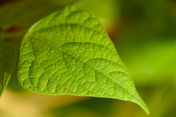 green leaf with dew drops