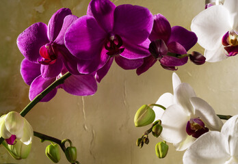 purple white orchid flowers on dark background