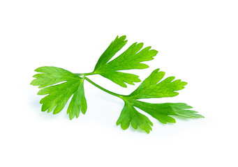 Obraz premium parsley leaf isolated on white background
