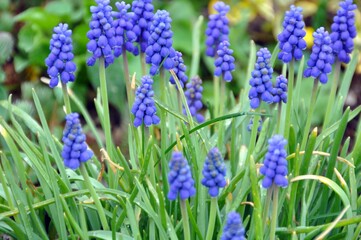 Obraz premium Traubenhyazinthen