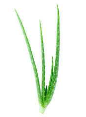 alo vera isolated on white background