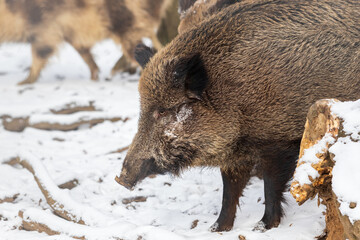 A wild boar - Sus scrofa - stands in the woods among the trees in the snow. Portrait close up