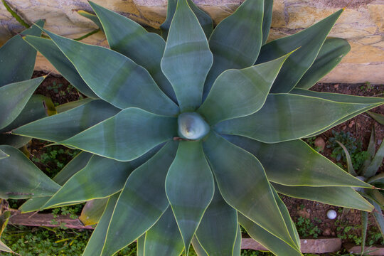 Top view of Agave atenuatta plant in the garden