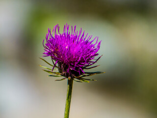 Flor de color magenta sobre fondo desenfocado en los Pirineos franceses