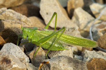 A huge green grasshopper basking on colorful stones or waiting for its partner.