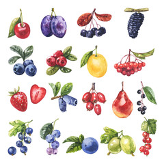 Watercolor illustration set. Berries and fruits collection on white background