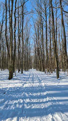 Widok na las w porze zimowej. Słoneczny dzień w zimowym lesie. Las Łagiewniki zimą. Polska