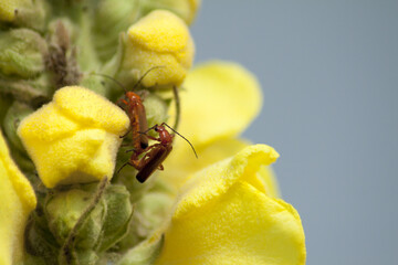 Copulating little brown insects hanging on a big yellow flower surrounded by green grass and other meadow plants. Blue sky in the background.