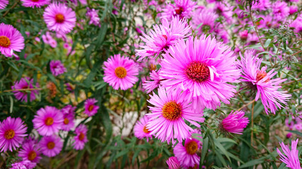 Obraz premium Beautiful glade with pink colors Symphyotrichum novae-angliae