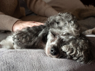 A gray-white adult dwarf poodle at home with owner dressed in light beige cozy clothes sitting on a light sofa with gray pillows in the morning light