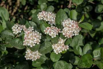 Black Chokeberry (Aronia melanocarpa) in orchard