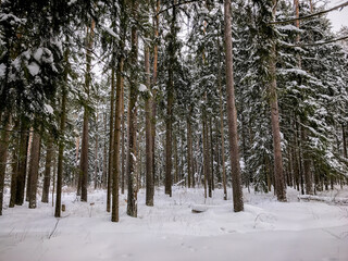 Winter forest. Winter forest road. Snowy road. Winter landscape.