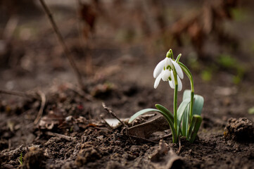Spring snowdrop flower