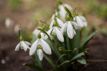Obraz premium Snowdrops in spring