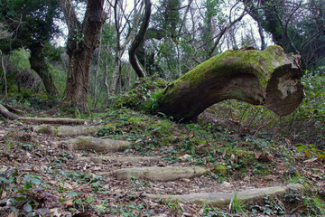 trunk and trees in the forest