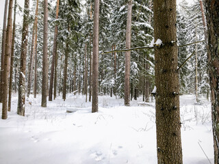 Winter forest. Winter forest road. Snowy road. Winter landscape.